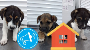 Рогачук ищет щенкам и их родителям новых хозяев и дом!
