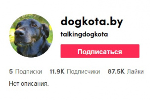 Ролик спасения птенца пустельги на странице брестской собаки в TikTok набрал миллион просмотров