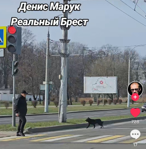 В Бресте собаки переходят дорогу по пешеходным переходам