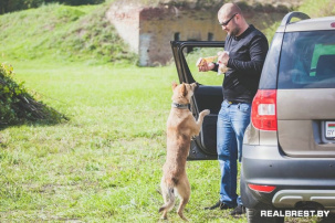 К субботнику на Восточном форту Брестской крепости присоединился даже пёс
