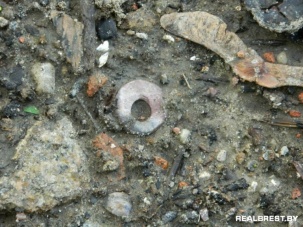 Колесико из Овруча найдено на территории древнего Берестья