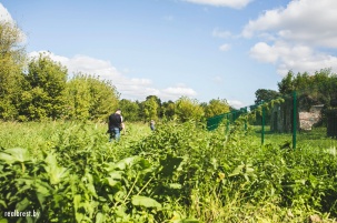 Крапива мешает туристам увидеть красоты руин Бернардинского монастыря