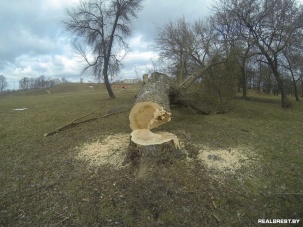 Зачем в Брестской крепости пилят деревья?