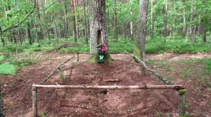 Пинские эксперты восстановили надпись на дубе с данными о погибшем солдате