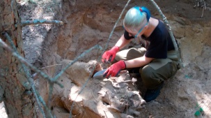 Останки четырех красноармейцев обнаружили поисковики в Малоритском районе