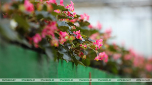 Концепция озеленения Брестской крепости изменится