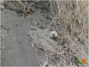 На территории монастыря в Брестской крепости нашли костные останки