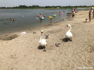 Позитивная фото и видео зарисовка о том, как на пляже в Косичах лебеди отдыхают с брестчанами