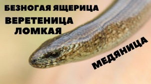 Веретеница ломкая или медяница - единственный представитель безногих ящериц в Беларуси