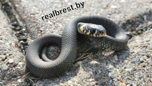 Ужи не против разместиться в Брестской крепости