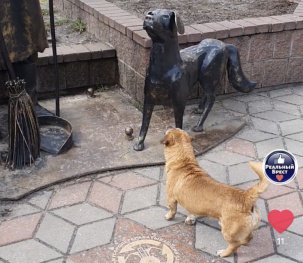 Курьезное видео: в Бресте собака «здоровалась» с малой архитектурной формой