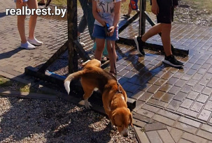 В Бресте собаке не понравилась охлаждающая арка