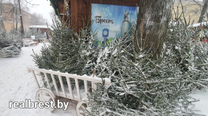 «Живые» ёлки на новогодней ярмарке в Бресте: от 15 до 50 рублей