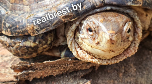 На Брестчине можно встретить редкую болотную черепаху