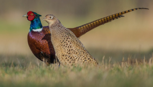 Брестский фазан в объективе фотоловушки