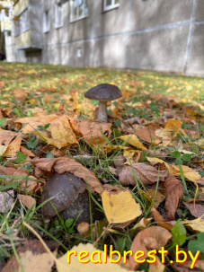 Брестские городские грибы