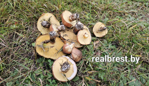 Как вырастить грибы на участке