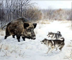 Разрешена охота на кабана, бобра, выдру, волка, шакала, лисицу, енотовидную собаку, ворону серую и сороку