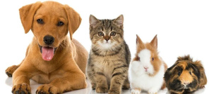 Депутат предлагает ужесточить закон об обращении с животными