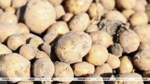 МАРТ проверил наличие и качество картофеля в магазинах. Какие нарушения выявили?