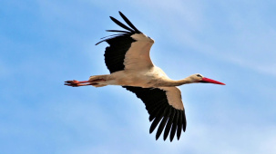 Видео с Полесья завирусилось в Tik Tok: «Буслы прыляцелi»