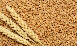 Беларусь на полгода продлила лицензирование экспорта зерна