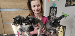 В основном клиенты грумера – небольшие собачки: йорки, ши-тцу, болонки, пудели, джек-расселы, иногда спаниели