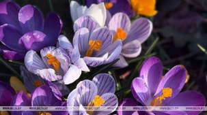 Около 200 тысяч цветов украсят Брест к майским праздникам