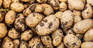 Власти запретили продавать немытый картофель дороже 1,5 рубля