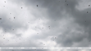 Массовый вылет мошкары в Бресте прогнозируют в конце апреля - начале мая