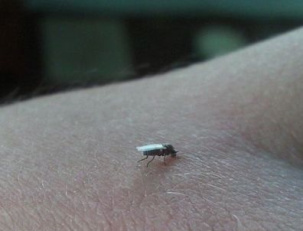 Брест. Будьте готовы к нападению мошек!