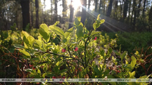 Черешня уже зреет в Бресте, а в лесу спеет черника