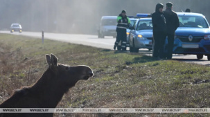 ДТП с животными. В каких случаях полагаются страховые выплаты