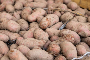 Эксперты рассказали, что происходит с картошкой в Беларуси