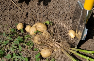 Площади под посадку картофеля и лука увеличили на юге Беларуси