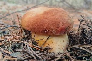 В Беларуси нашли первые боровики – показываем фото и называем место, где собрали урожай