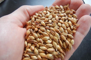 В Беларуси производством солода ячменного пивоваренного в промышленных масштабах занимаются только в Иваново