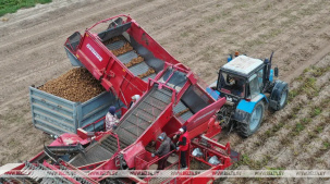 Лукашенко рассказал об эксперименте по получению небывалого урожая картофеля