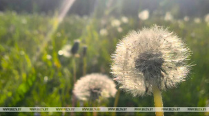 Каким будет начало лета в Беларуси, рассказали синоптики