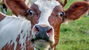 Лукашенко подчеркнул необходимость исправлять ситуацию с падежом скота