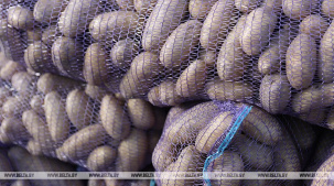 Картофель нового урожая появится на прилавках уже в ближайшие недели