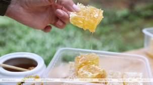 В капле - букет соцветий. Пчеловоды Малоритского района показали, как заготавливают лесной мед