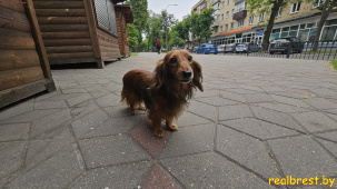 Проект «Расскажи о своей собаке» стартовал на сайте «Реальный Брест»