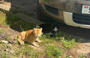 Милиция среагировала на видео, на котором женщина якобы пытается отравить котов в Бресте