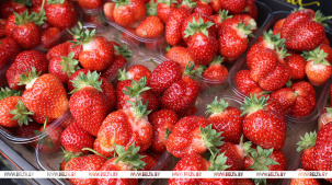 В Брестской области 97% фермерских хозяйств занимаются растениеводством