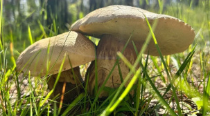 В белорусских городах массово всходят шампиньоны и подберезовики, в лесах набухают боровики
