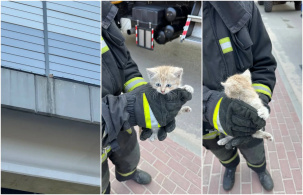 На помощь котенку в Бресте пришли сотрудники МЧС