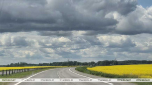 Сплошное ограждение, увеличение обзора. БООР предложило меры для предотвращения ДТП с дикими животными