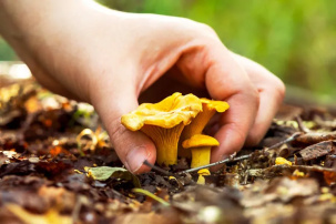 Белорусы собирают грибы ведрами – узнали, где и какие