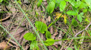 Новую популяцию редкого папоротника нашли в Беловежской пуще